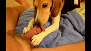 Guy's stiff cock gets even stiffer thanks to a dog