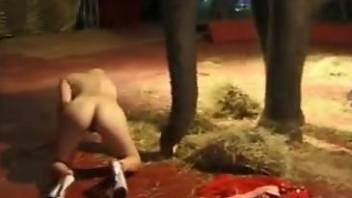 Blond-haired circus beauty seducing a sexy elephant