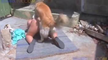 Giant ass hottie gets licked and fucked hard by a dog