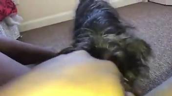POV pussy licking session featuring a deranged doggo