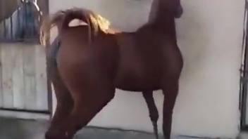 Man feels aroused when admiring his stallion walking around him