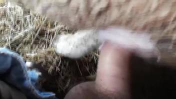 Sheep hole getting fucked by a nice-looking penis