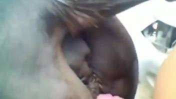 Hot dude puts his massive penis in a horse's pussy