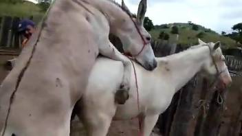 Big-dicked stallion enjoying hardcore sex with a mare