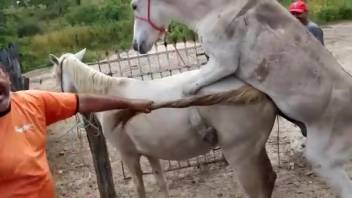 Well-hung stud horse relishing intense fucking with a female equine