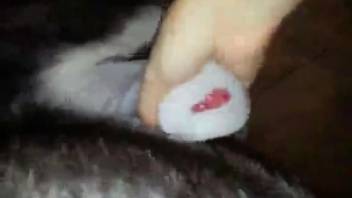 Canine's crimson penis being satisfied by an experienced bestiality enthusiast