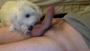 Sexy animal licking all over his meaty cock on camera