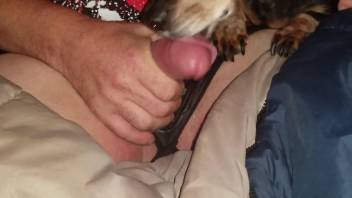 Dude in slutty panties feeds his cock to a dog