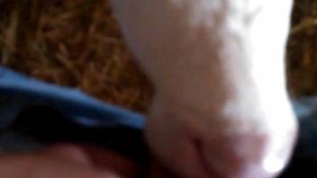 Cow licks man's cock in sloppy modes until the guy comes