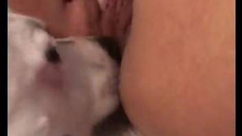 White dog licking a beauty's hot pussy up close
