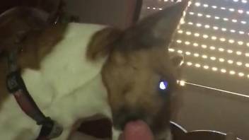 Guy wants this dog to lick his dick in a POV vid