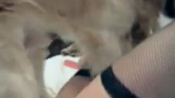 Attractive spouse uncovers her promiscuous nature in authentic animal webcam adult video