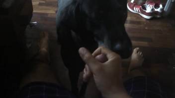 Guy masturbates eagerly in a hot scene with a dog