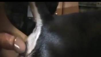 Dude showing his stiff penis to a dirty minded dog
