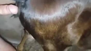 Guy employing his rigid dick to wreck a creature's opening