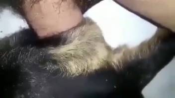 Large cock entering a hot bitch's tight hole
