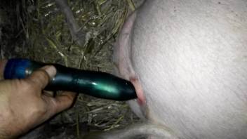Dude using his trusty toy to fuck a pig's tight hole