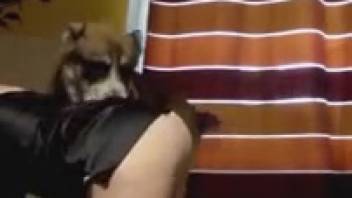 Spouse's butt smelled and banged doggy-style in bestiality homemade adult video