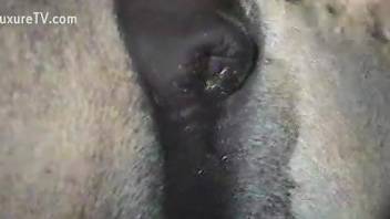 Man feels attracted to donkey's huge cock while filming himself