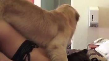 Passionate female reaches orgasm after letting the dog do her cunt