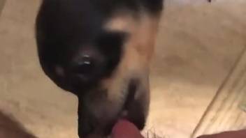 Dog bites woman's vagina after licking it
