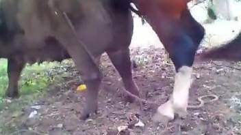 Two animals fucking happily in a hot porno vid