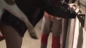 Incredible sex scene with a long-legged woman into bestiality