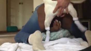Dark-skinned bestiality lover has her pussy disciplined