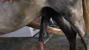 Hot babe shoves a massive horse cock right up her wet cunt