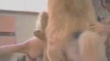 Two sisters with big tits are playing with a horny labrador