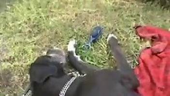 Hot skinny female throats dog's cock in fully outdoor scenes
