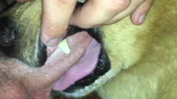 Man inserts whole penis into the dog's mouth