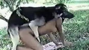 Impressive dog sex compilation with retrievers and shephards