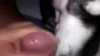 Dog offers man best cock licking pleasures in solo XXX