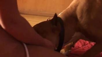 Dog gets humping on a woman's pussy in excellent sex scenes