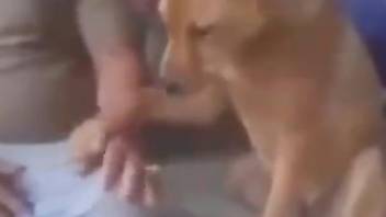 Man craves the dog's small penis for a bit of oral fun