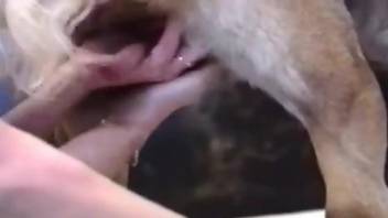 Energized blonde slut filmed working the dog's furry cock