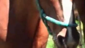 Spouse deepthroats stallion's enormous cock as husband watches her in awe