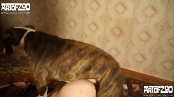 Russian MILFs having fun with sexy dogs on cam