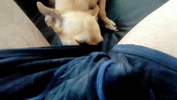 Needy man loves his little Chihuahua licking his dick and balls