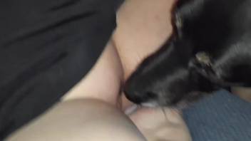 Lady pets her pussy while the dog polishes it