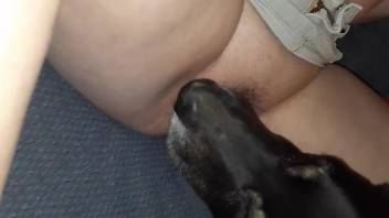 Bitch leans on her back for the dog to lick her whole pussy