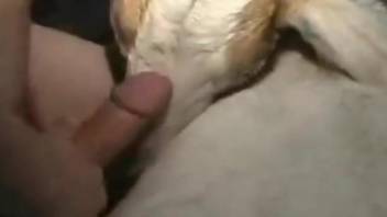Dude fucks a goat pussy with his massive penis