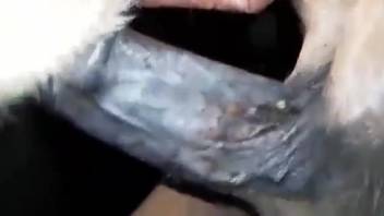 Canine relishing intense intercourse with an alluring equine