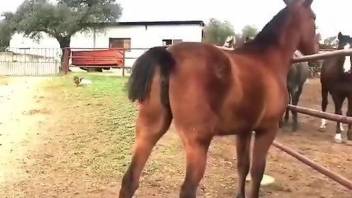 Sexy mare getting fucked by two animals at once