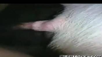 Impressive fucking with a very sexy and slutty pig