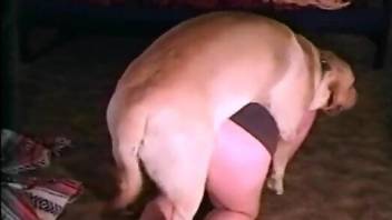 Fat dog cock punishing a chubby zoophile here