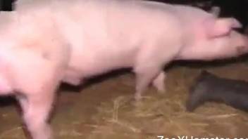 Sexy pig sticking its dick in a zoophile pussy