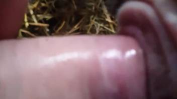 Uncut cock punishing a sheep's hot hole from behind