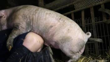 Pig fucking is the greatest thing for a thirsty bottom
